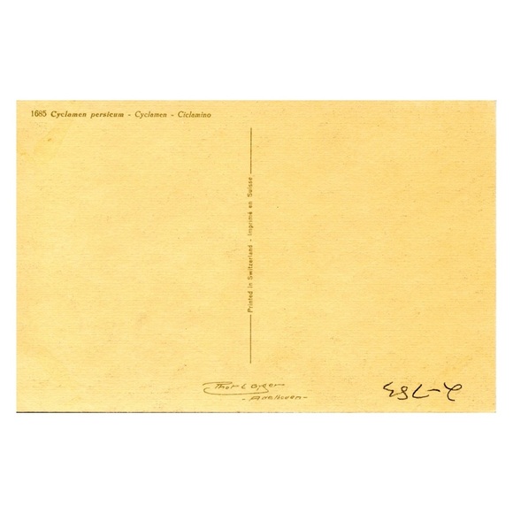 Cyclamen Persicum Thor E. Gyger Floral Postcard - Picture 3 of 3